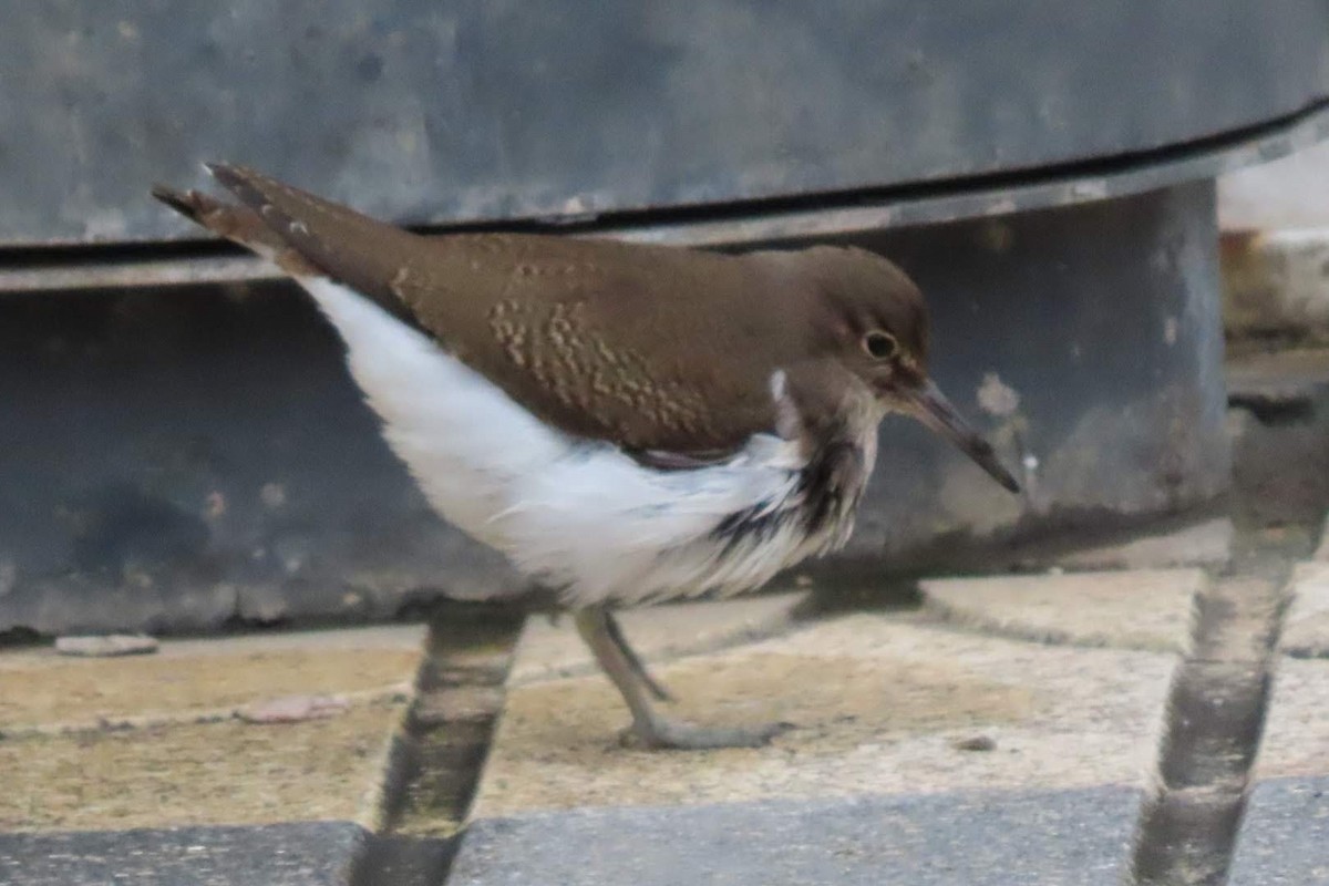 Common Sandpiper - Rosa Benito Madariaga