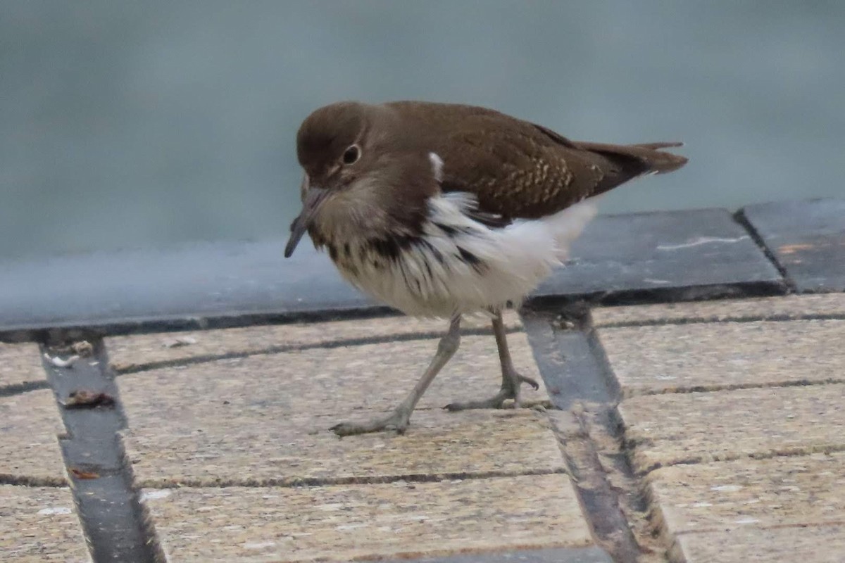 Common Sandpiper - Rosa Benito Madariaga