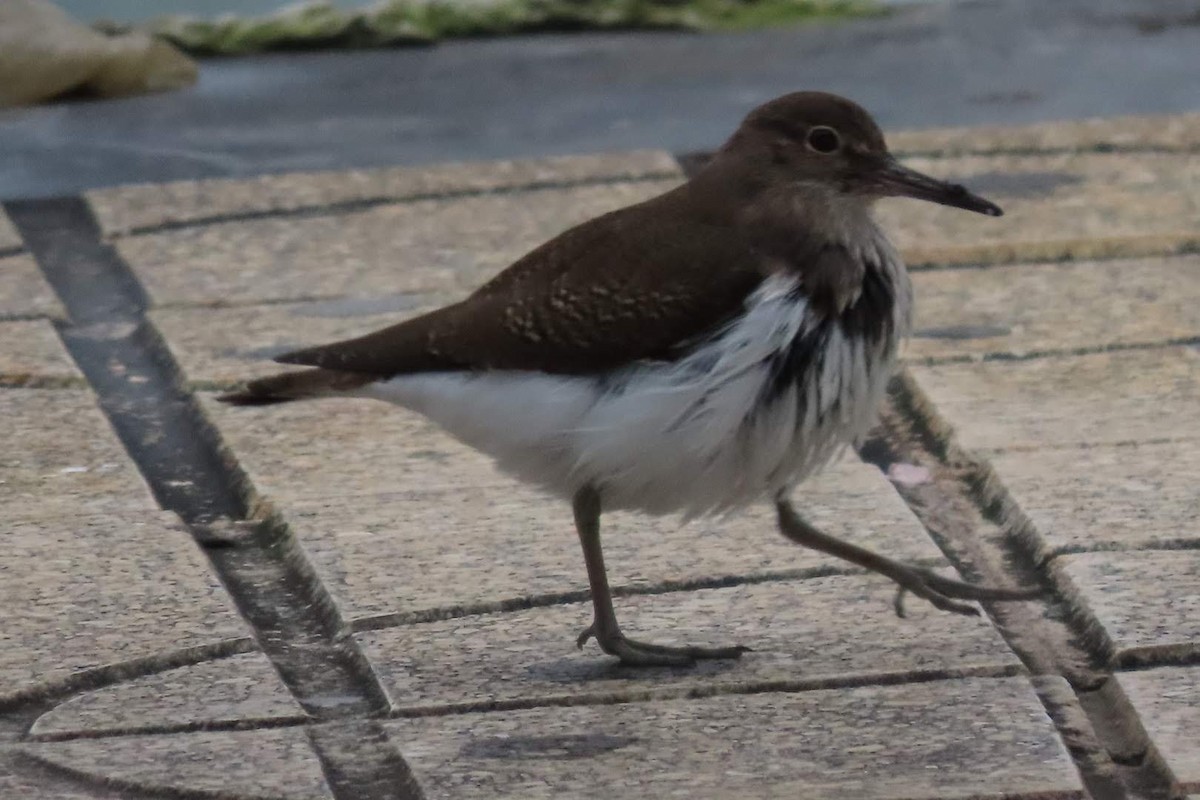 Common Sandpiper - Rosa Benito Madariaga