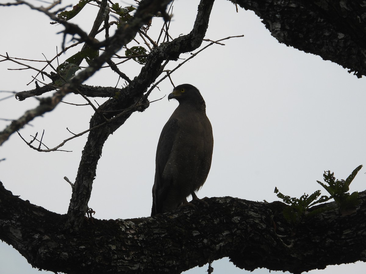 Crested Serpent-Eagle - ML613035502