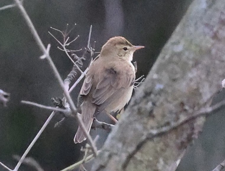 Booted Warbler - ML613035538