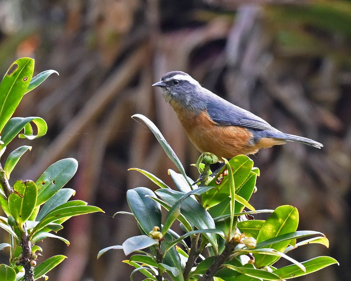 White-browed Conebill - ML613035539