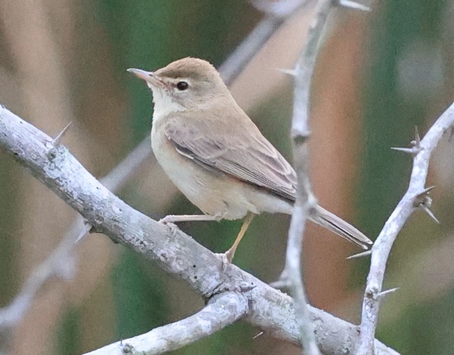 Booted Warbler - ML613035540