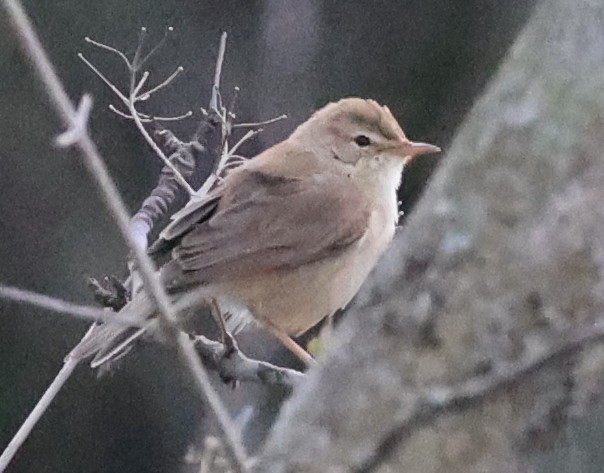 Booted Warbler - ML613035541