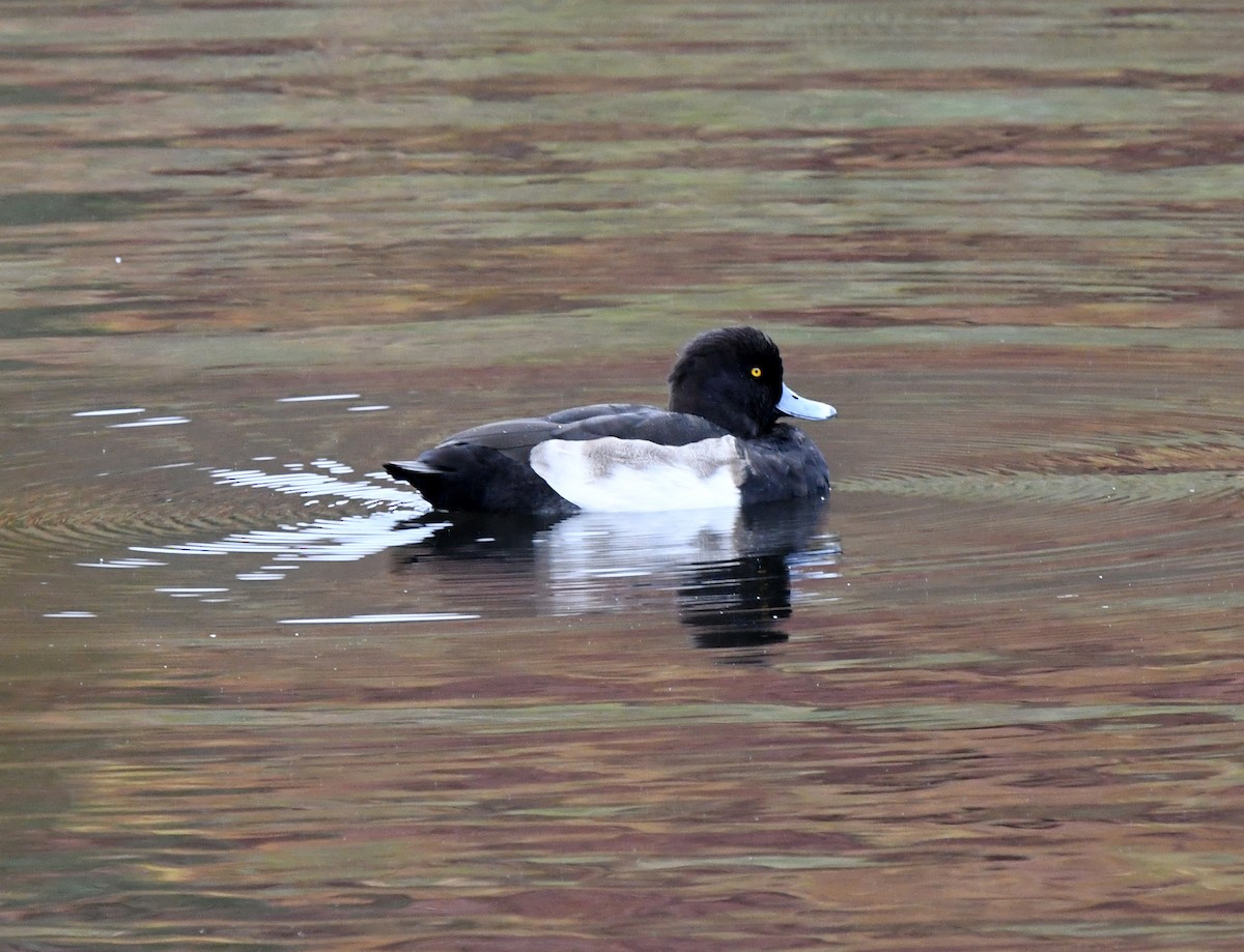 Tufted Duck - ML613035631