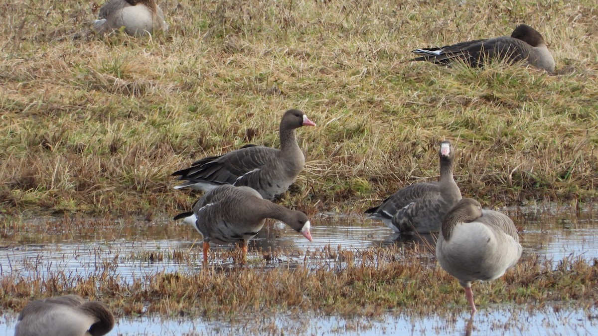 Greater White-fronted Goose - ML613035644