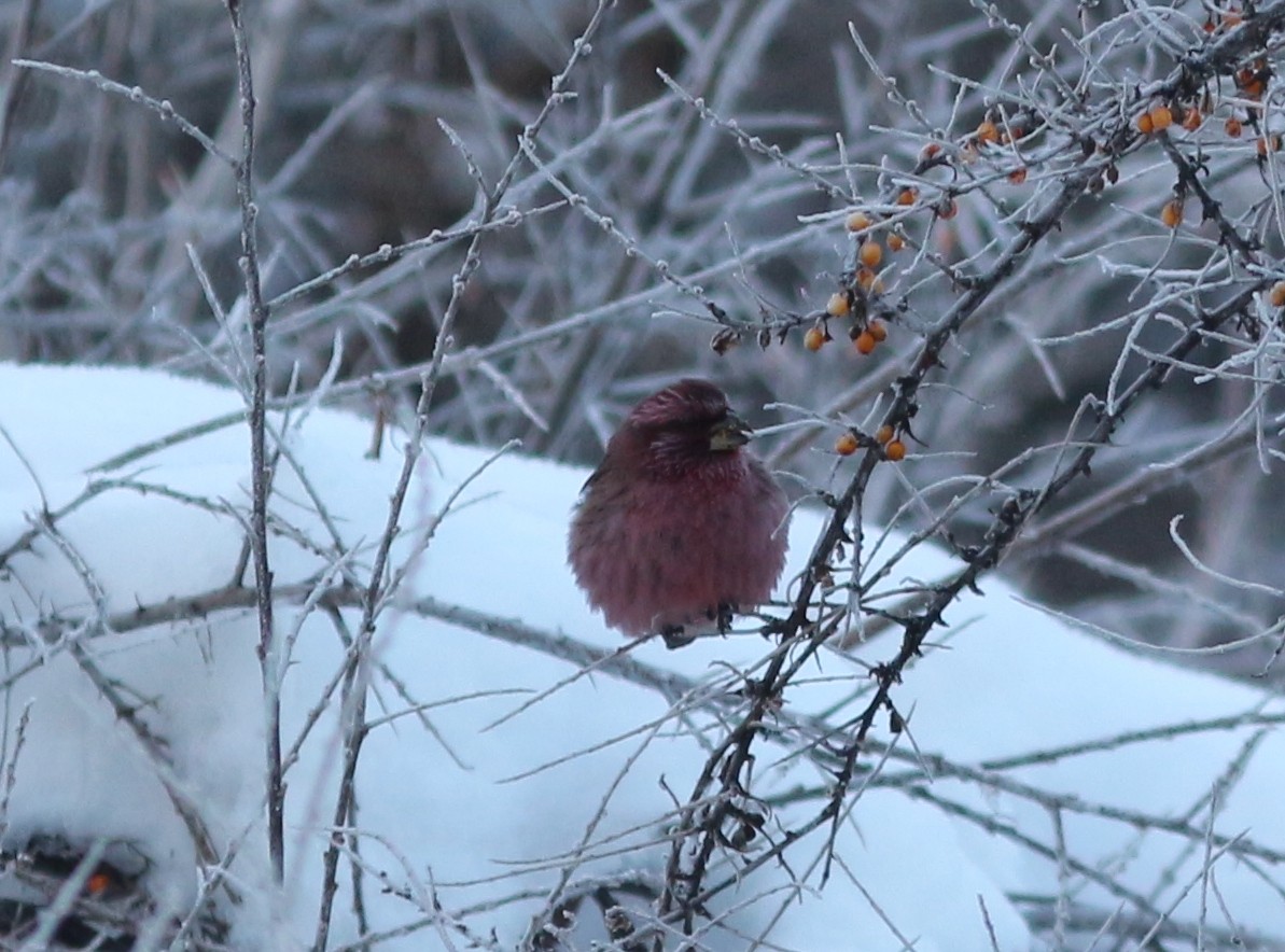 Red-mantled Rosefinch - Ilya Ishchenko