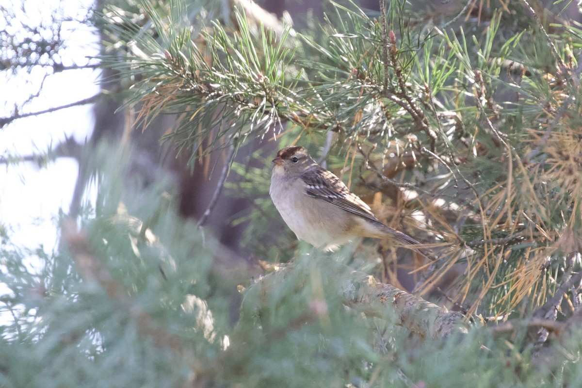 Bruant à couronne blanche - ML613035755