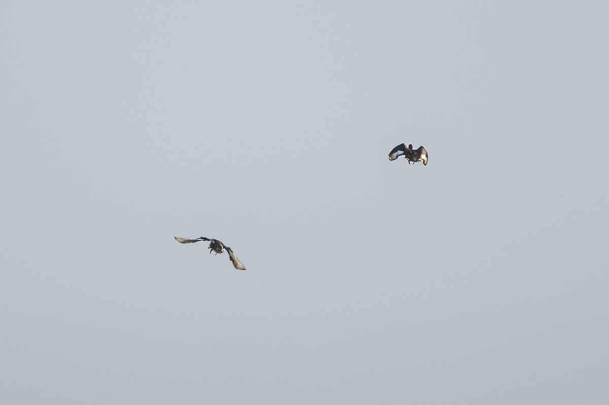 Rosy-billed Pochard - ML613035785