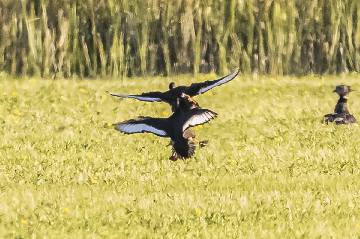 Rosy-billed Pochard - ML613035789