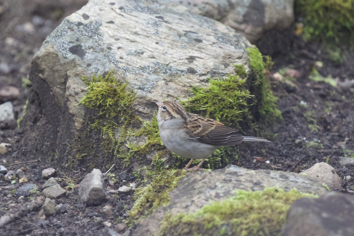 Chipping Sparrow - ML613035824