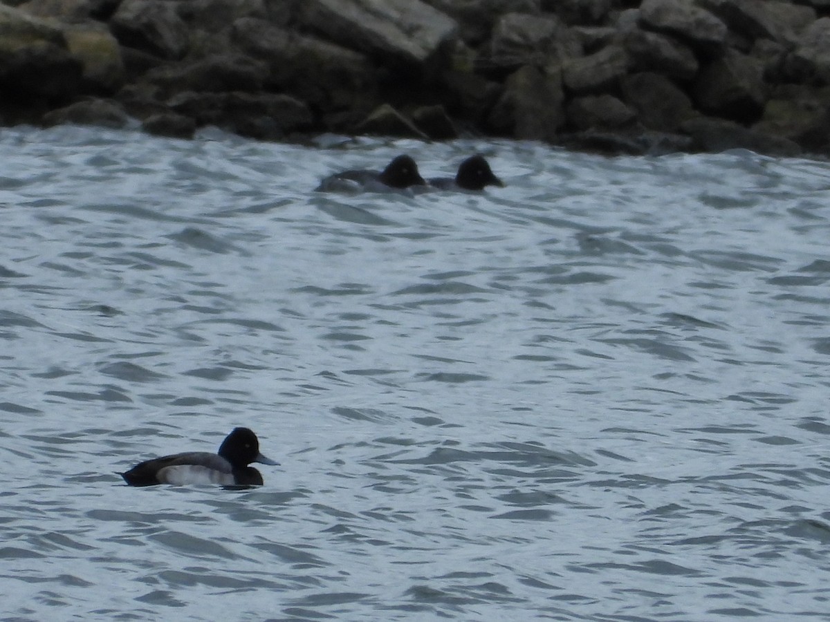 Lesser Scaup - ML613035861