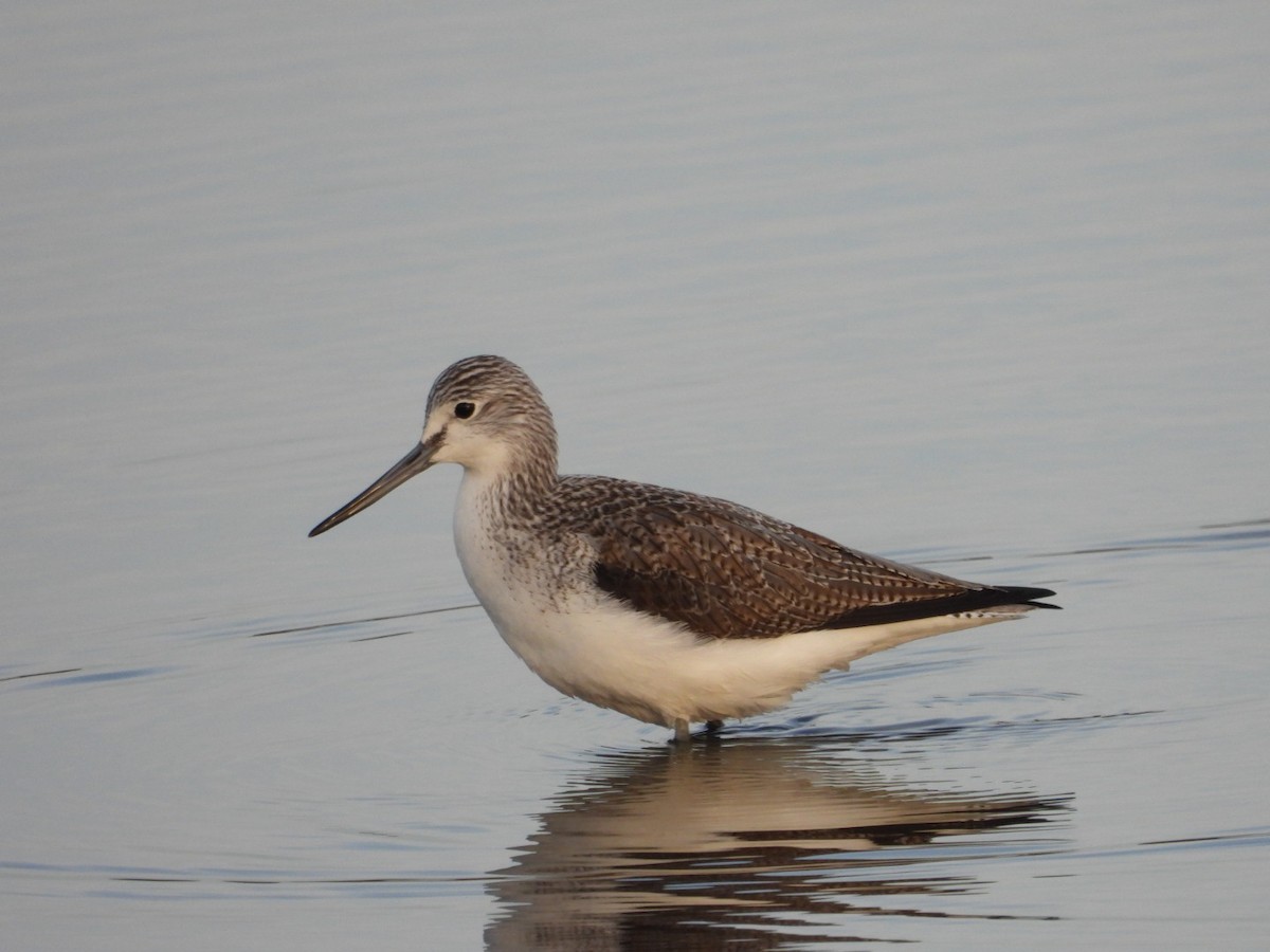 Common Greenshank - ML613035996