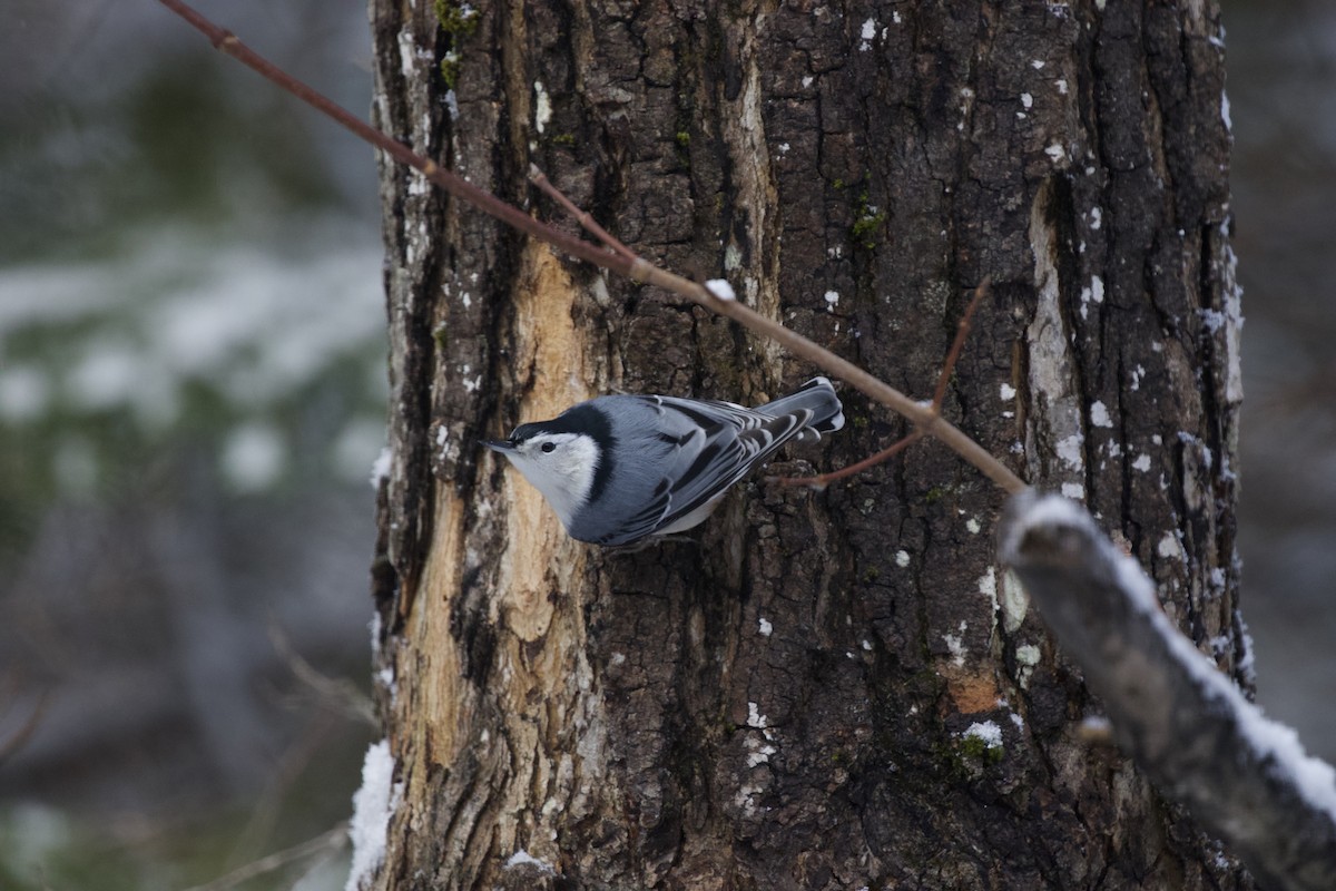 White-breasted Nuthatch - Krista Oswald