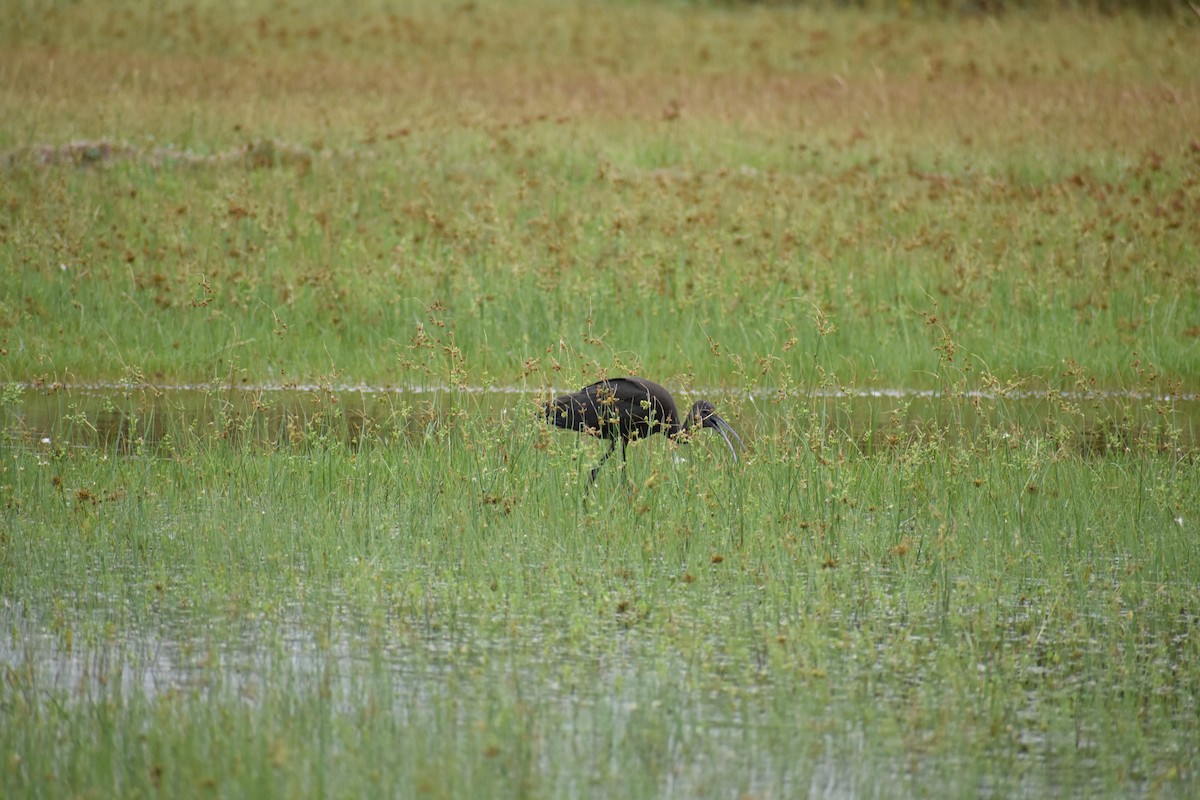 Glossy Ibis - Jeremy Braun