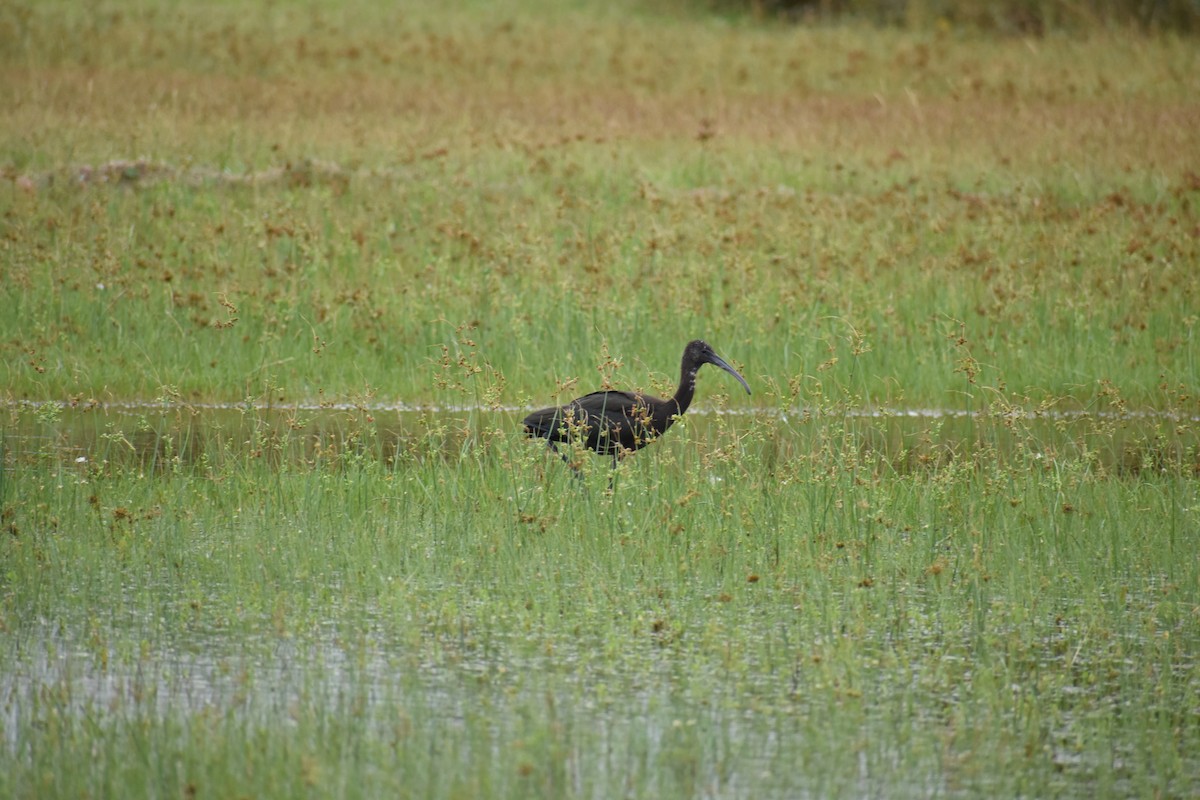 Glossy Ibis - ML613036061