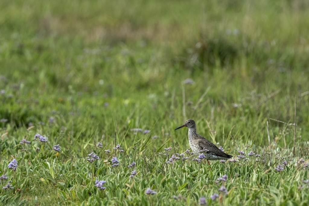 Common Redshank - ML613036089