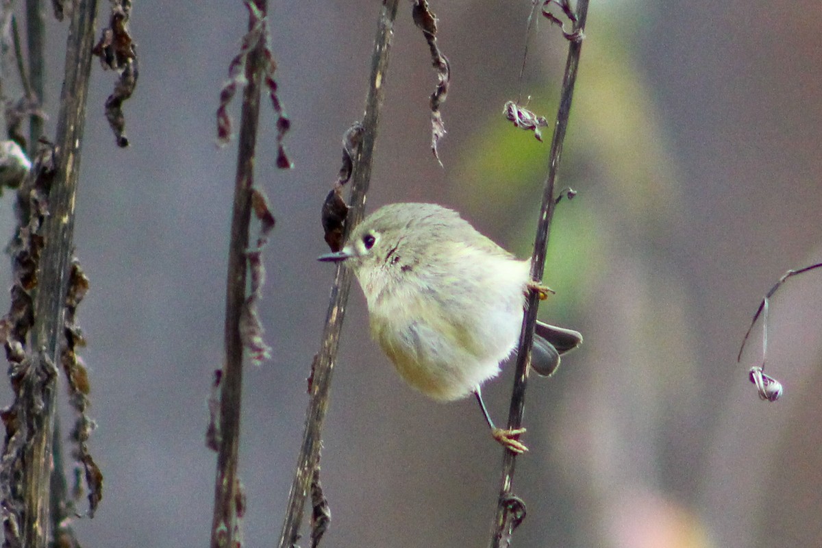 Ruby-crowned Kinglet - ML613036165