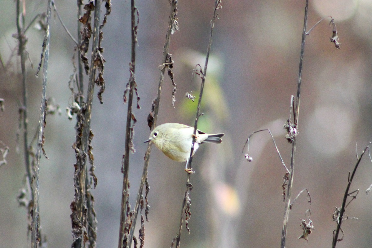 Ruby-crowned Kinglet - ML613036166