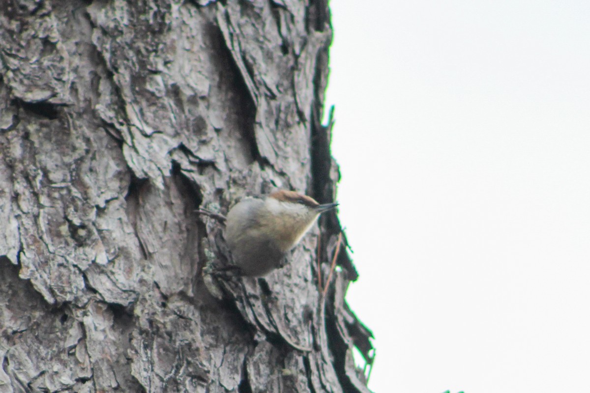 Brown-headed Nuthatch - ML613036169