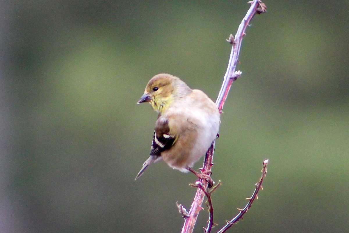 American Goldfinch - ML613036184