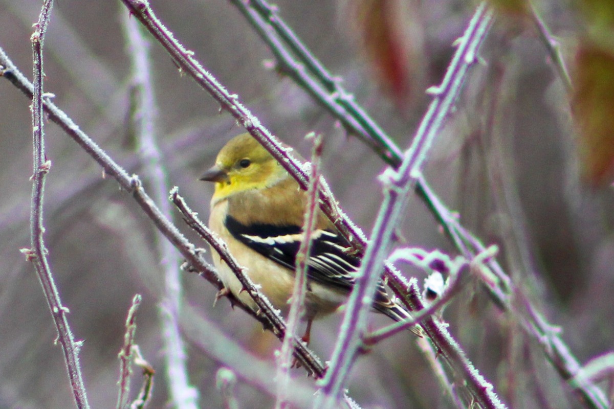 American Goldfinch - ML613036185