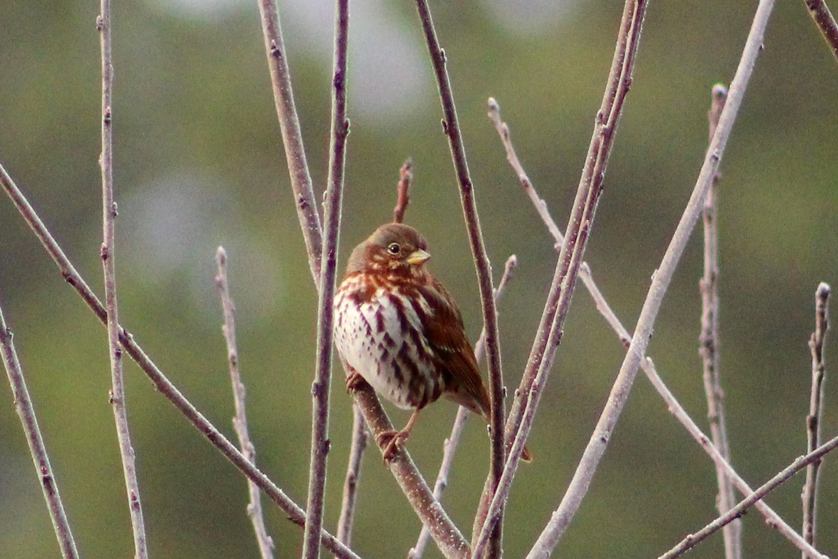 Fox Sparrow - ML613036195