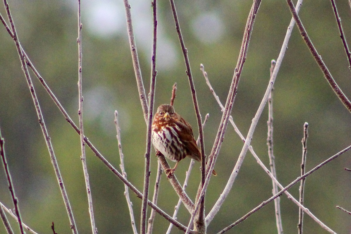 Fox Sparrow - ML613036196