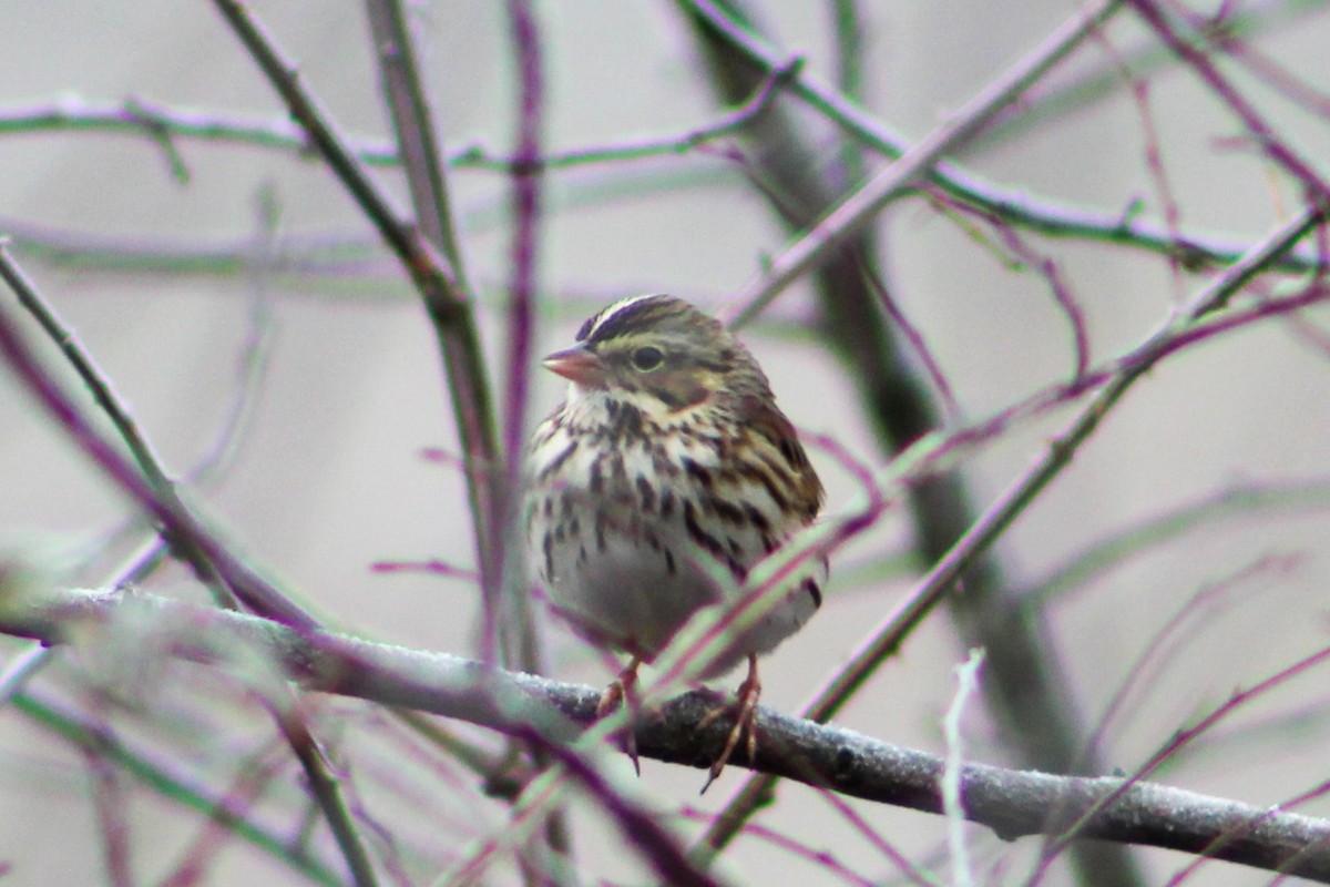 Savannah Sparrow - ML613036205