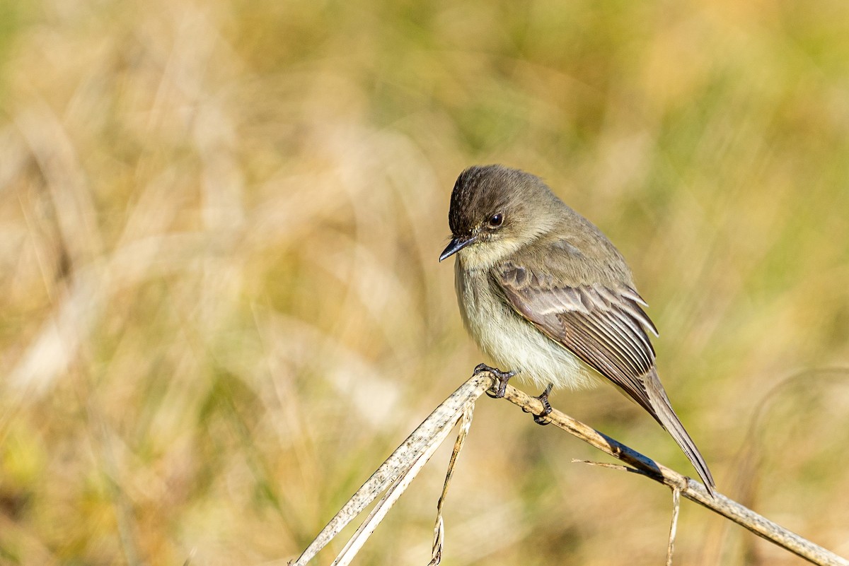 Eastern Phoebe - ML613036207