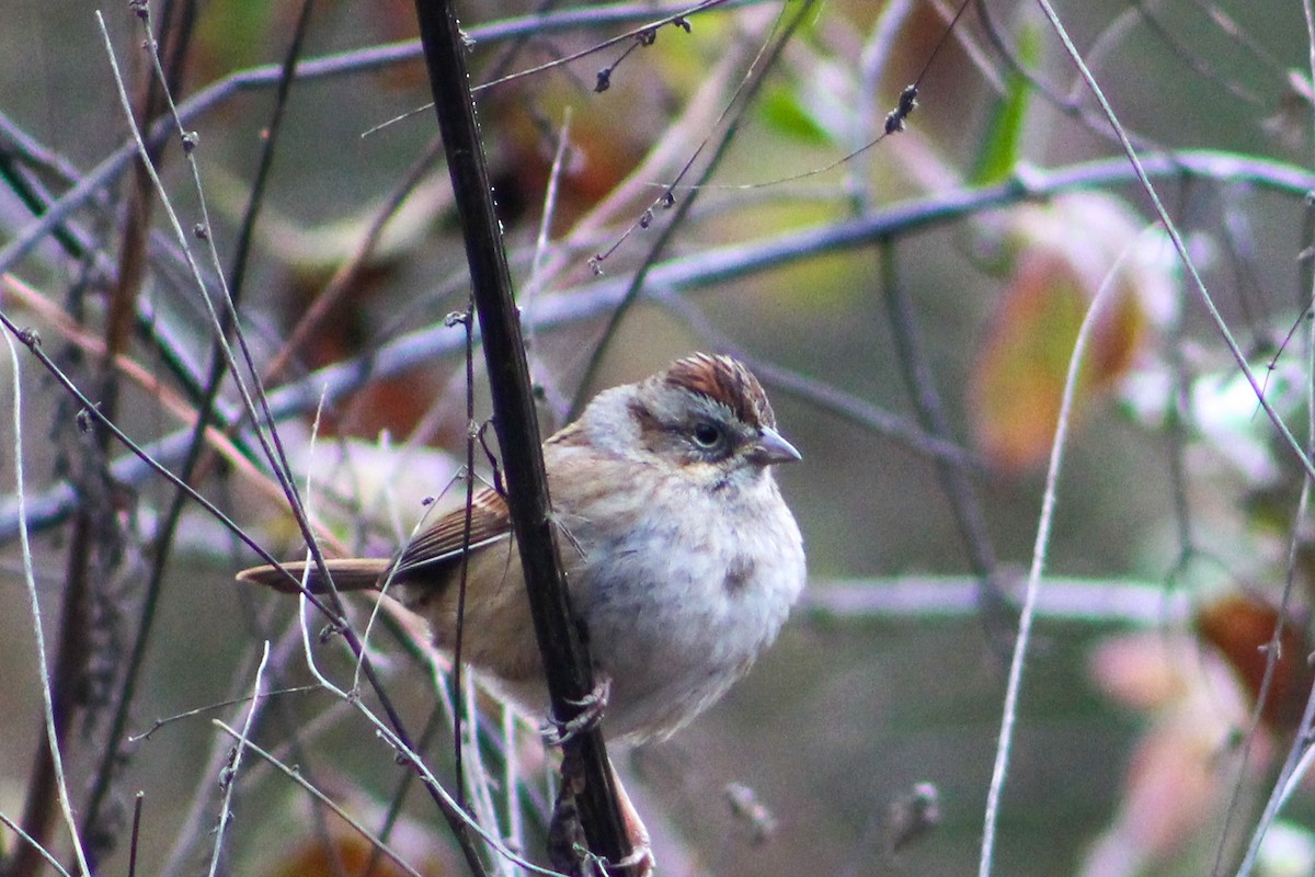Swamp Sparrow - ML613036208