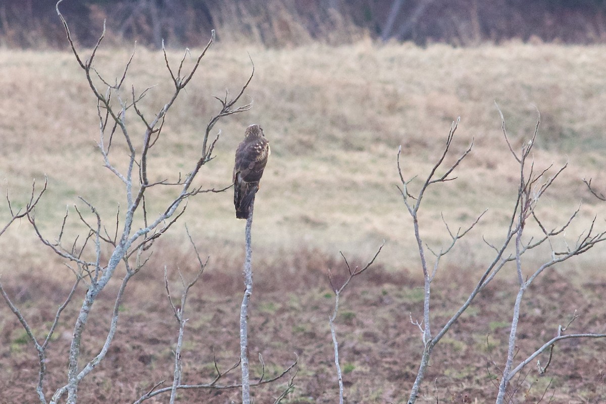 Northern Harrier - ML613036218