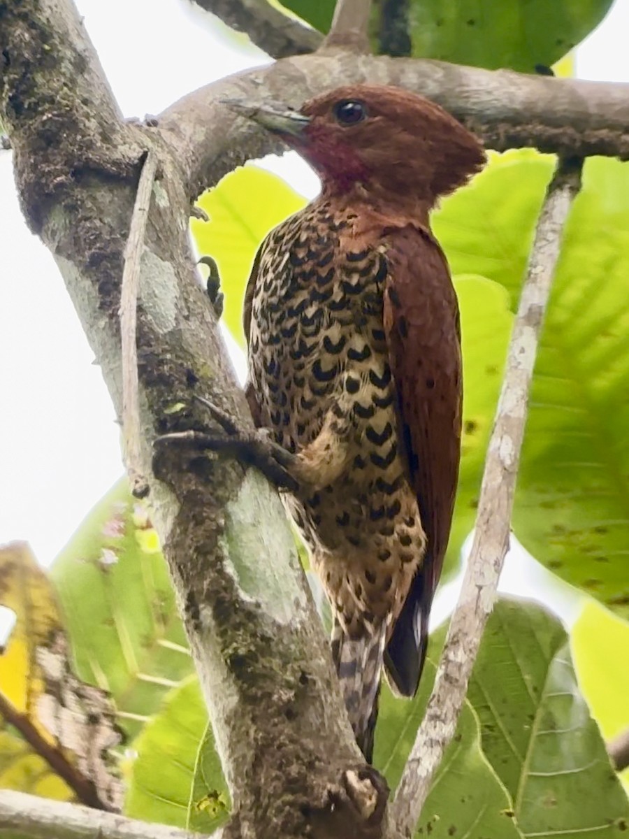 Cinnamon Woodpecker - ML613036260