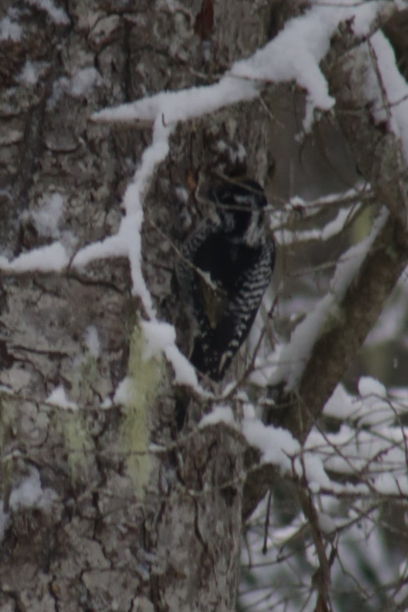 American Three-toed Woodpecker - Bentley Colwill