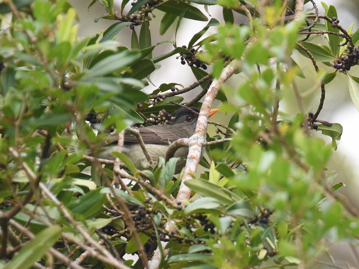 Bulbul des Comores - ML613036294