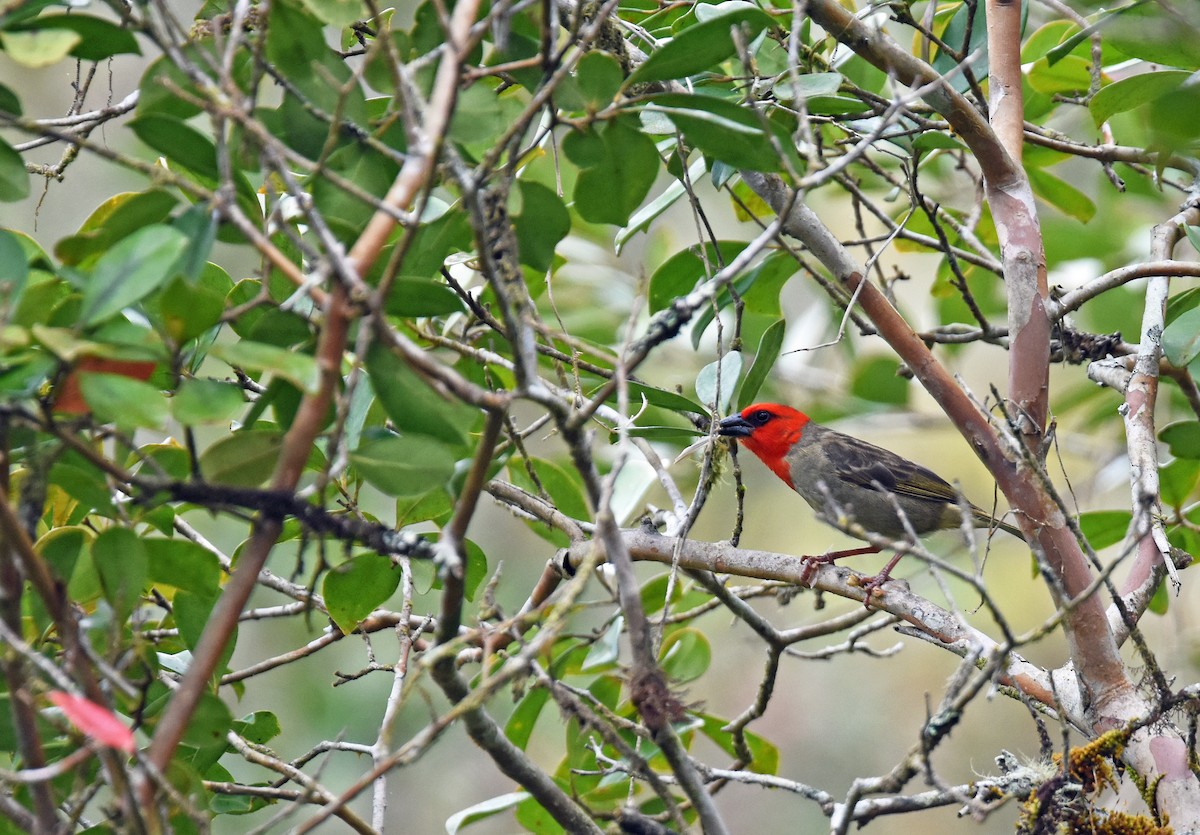 Red-headed Fody - ML613036301