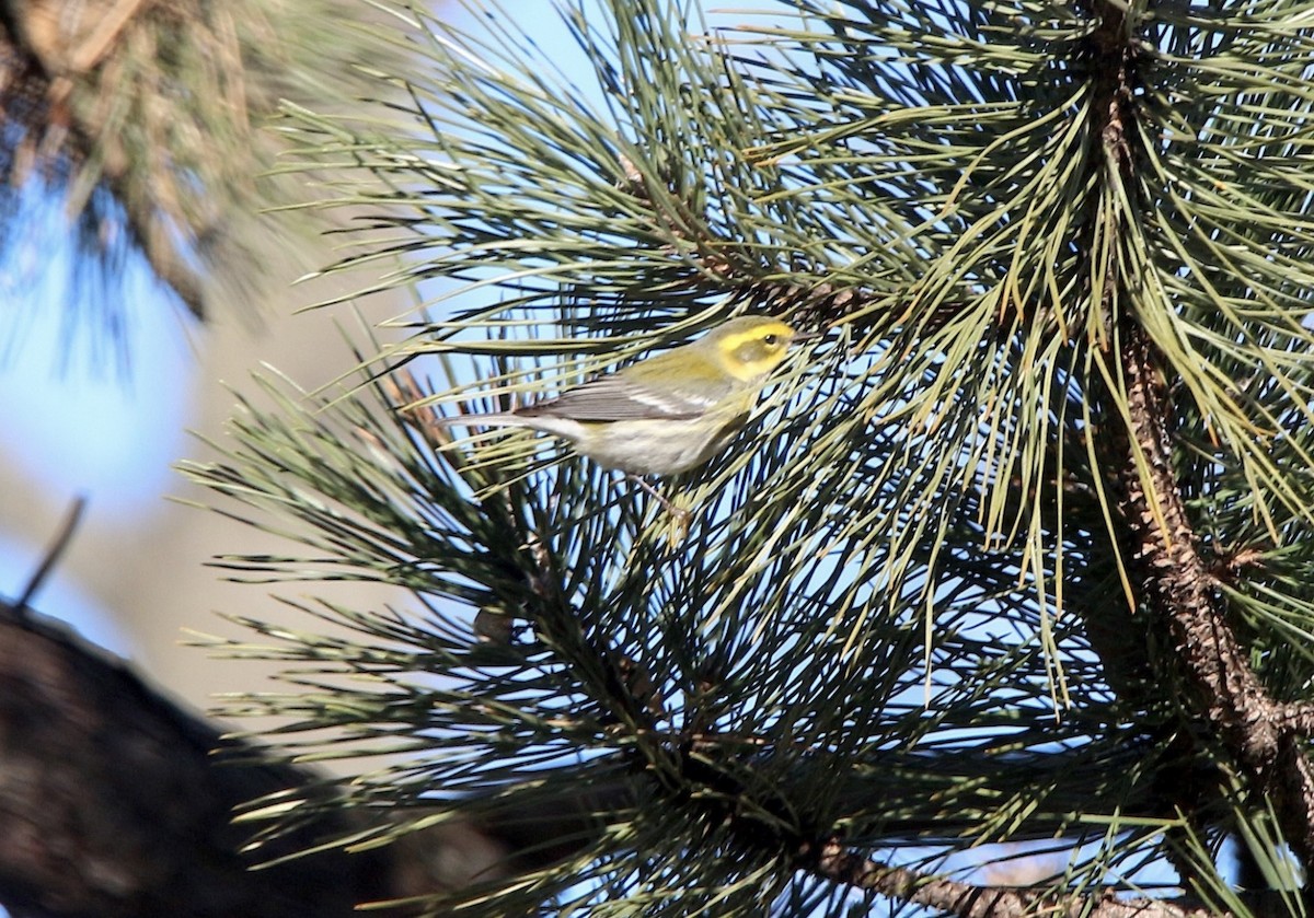 Townsend's Warbler - Kate Byrne