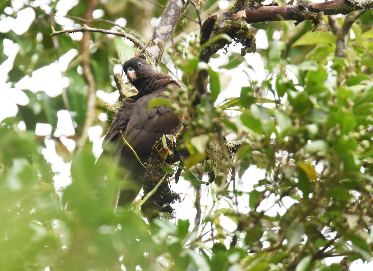 Loro de las Comoras - ML613036324