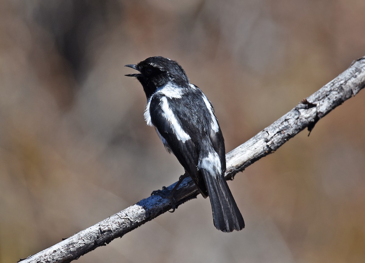 African Stonechat - ML613036365