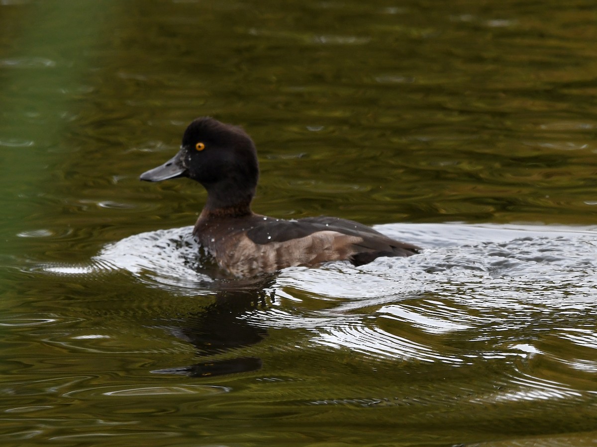 Tufted Duck - ML613036374