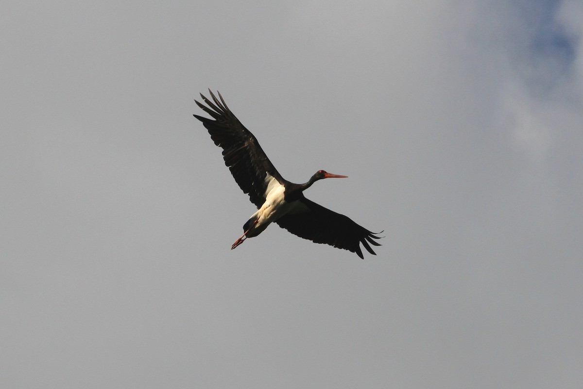 Black Stork - Rainer Seifert