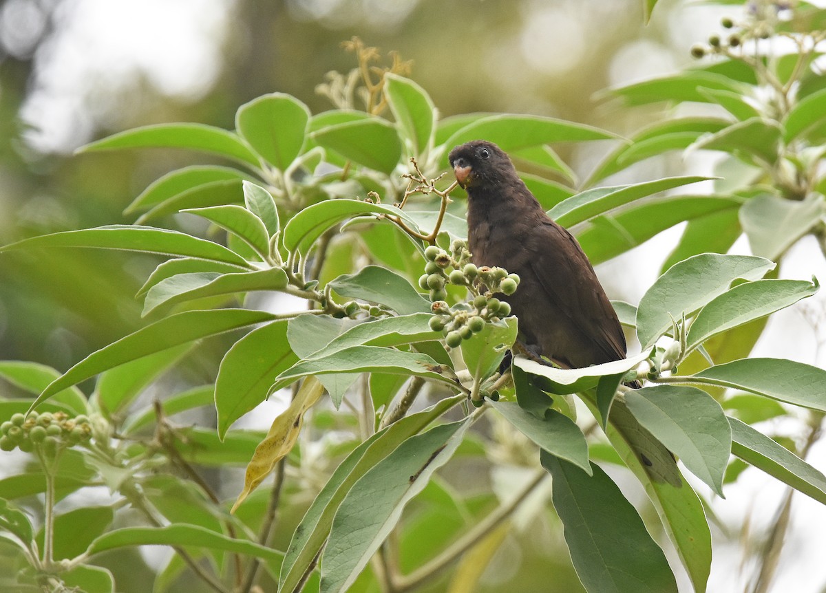 Comoro Black Parrot - Mark Whiffin