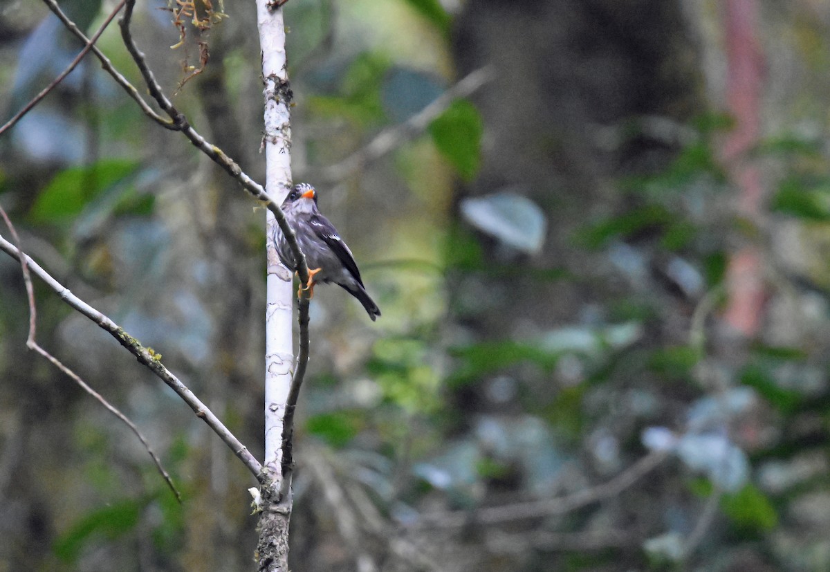 Grande Comore Flycatcher - ML613036582