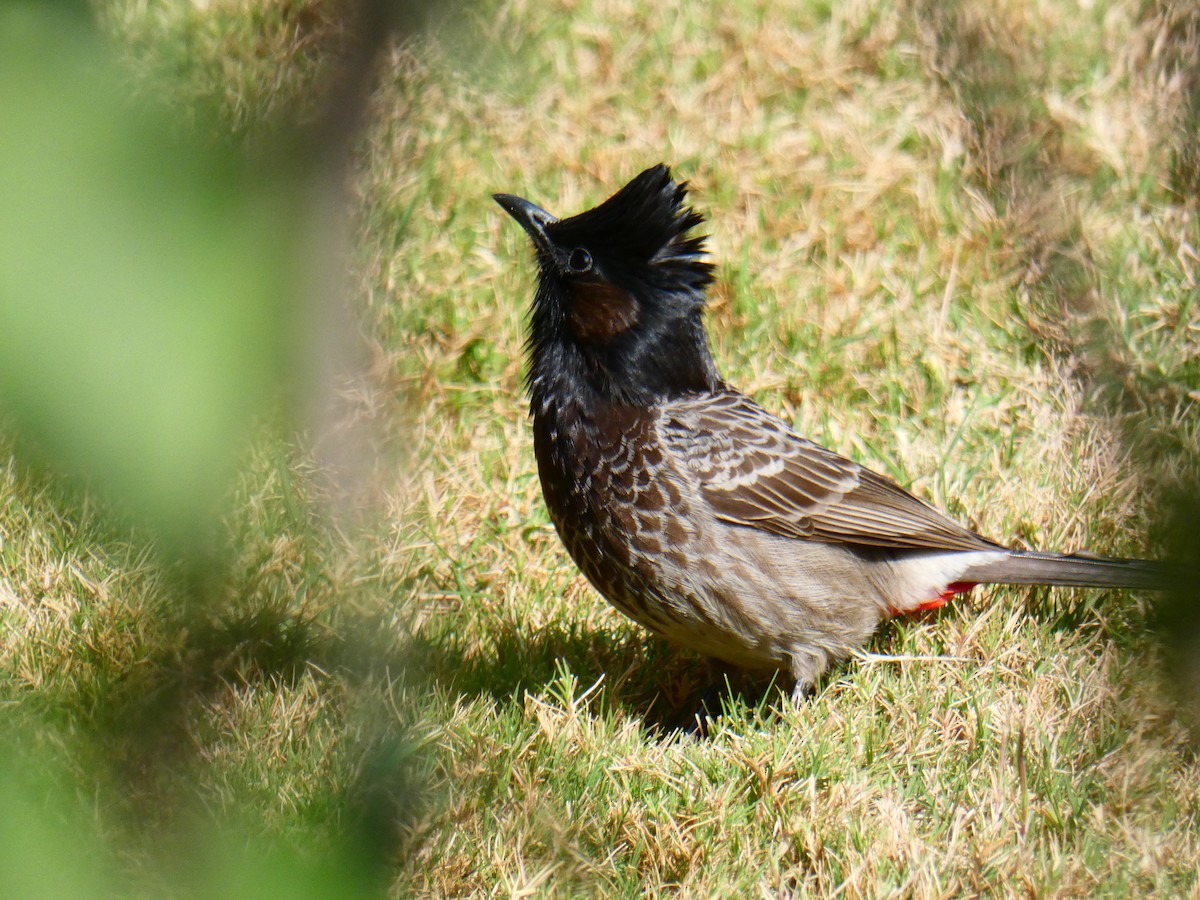 Bulbul à ventre rouge - ML613036587