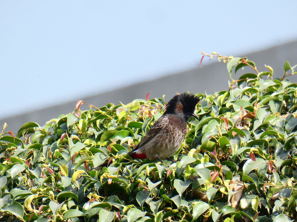 Bulbul à ventre rouge - ML613036588