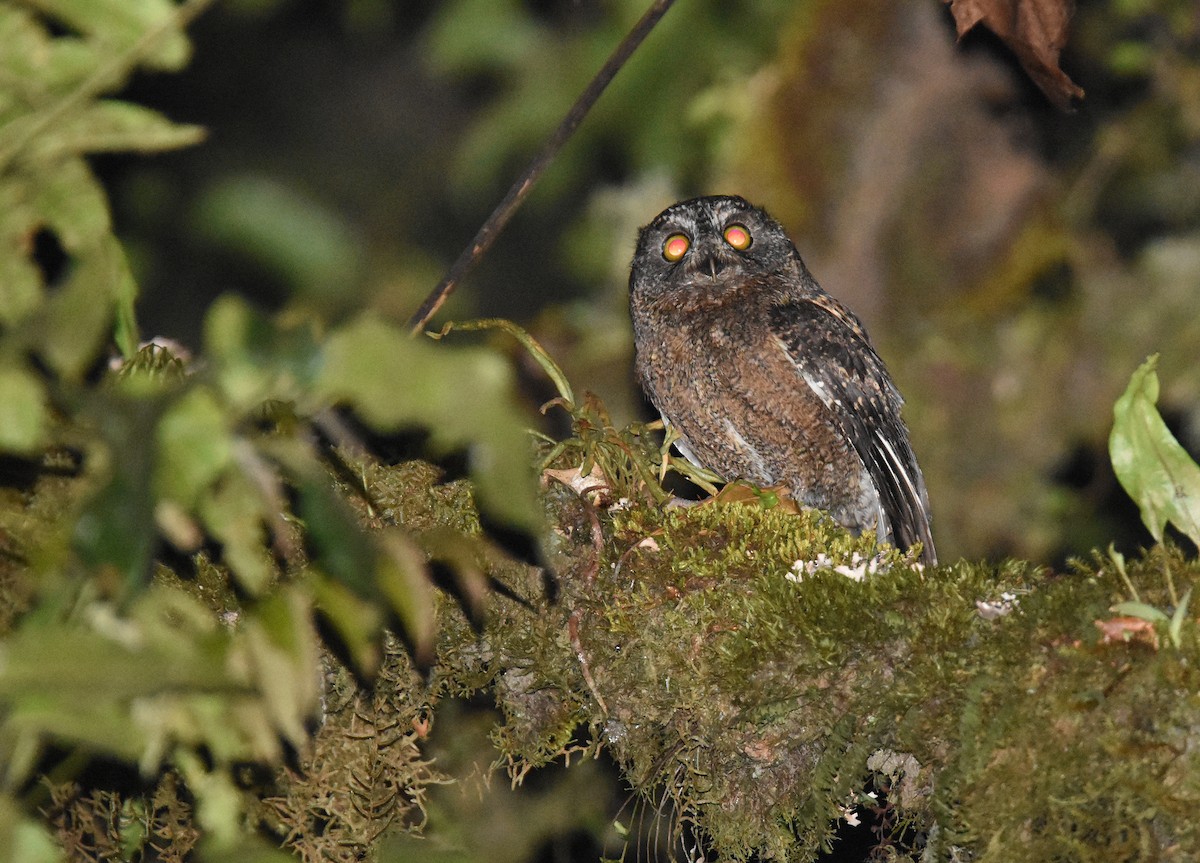 Comoro Scops-Owl - Mark Whiffin