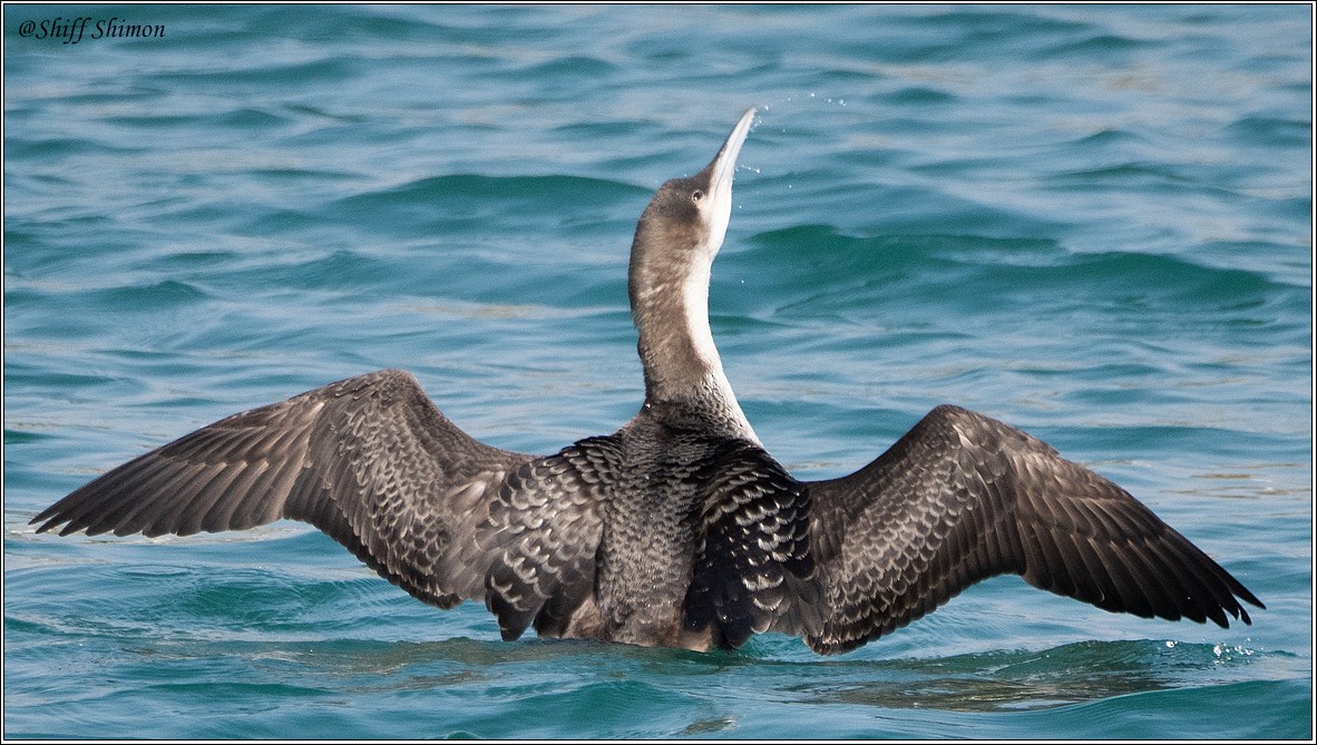 Pacific Loon - ‪shimon shiff‬‏