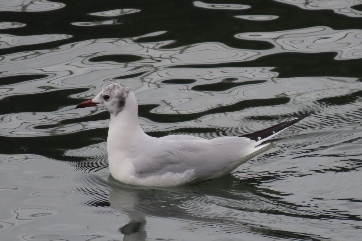 Gaviota Reidora - ML613036801