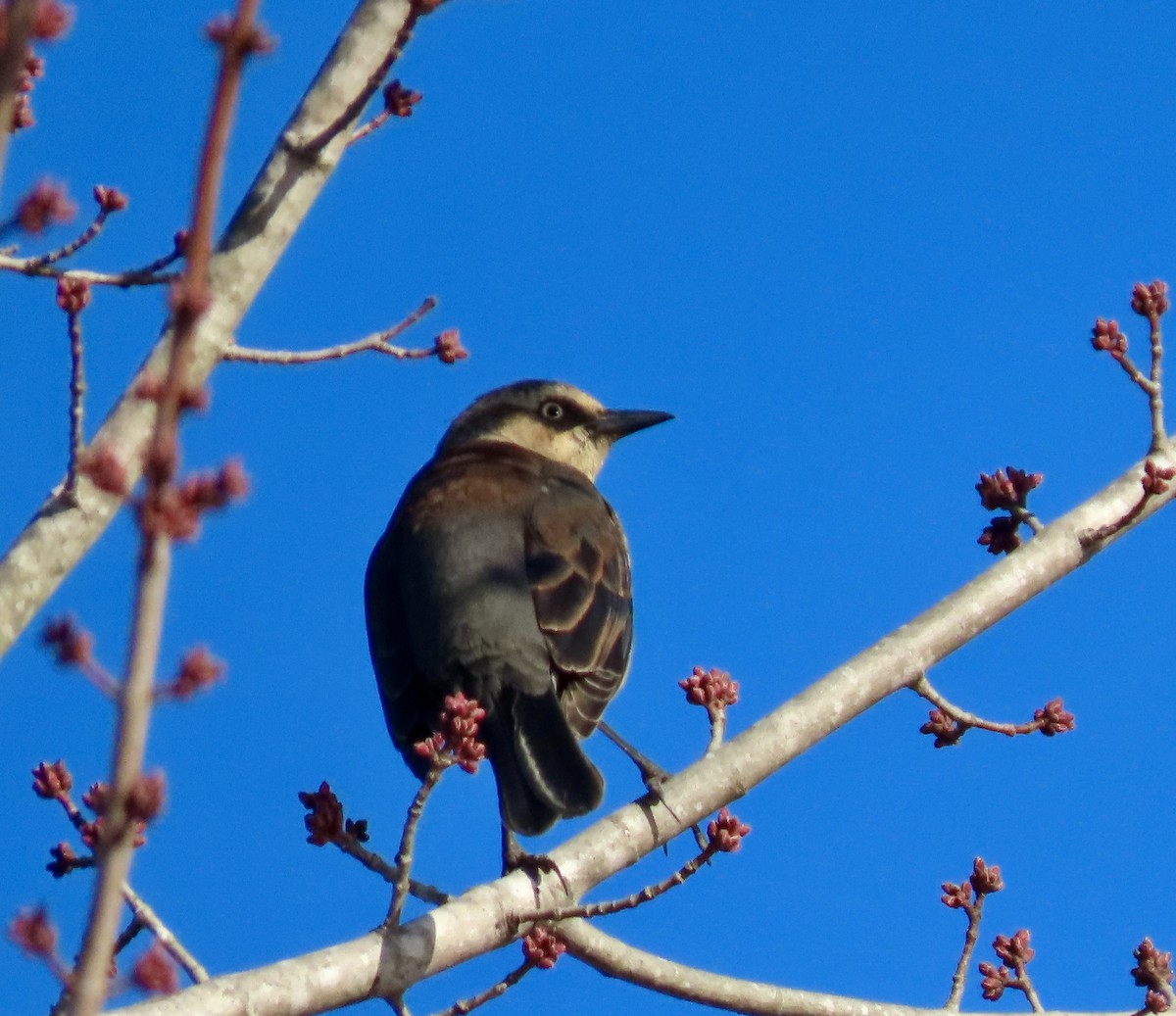 Rusty Blackbird - ML613036809