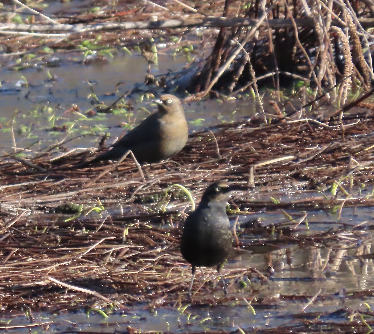 Rusty Blackbird - ML613036815